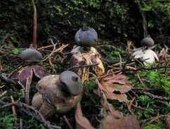 Geastrum pectinatum