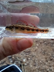 Etheostoma pyrrhogaster