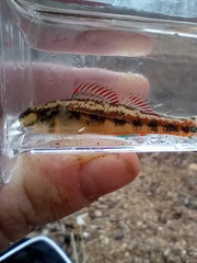 Etheostoma pyrrhogaster