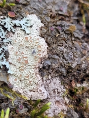 Lecanora hybocarpa