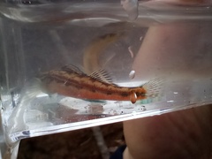 Etheostoma zonistium