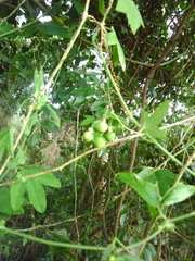 Passiflora subpeltata