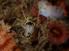 Polycera tricolor