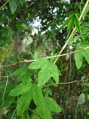 Passiflora subpeltata