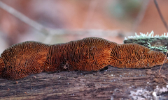 Gloeophyllaceae