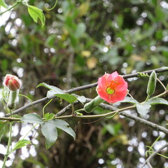 Passiflora mixta