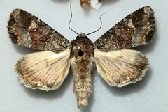 Apamea amputatrix