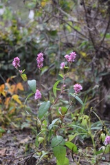 Persicaria bicornis