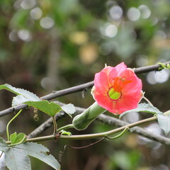 Passiflora mixta