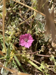 Convolvulus chilensis