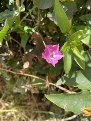 Convolvulus chilensis