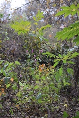 Persicaria bicornis