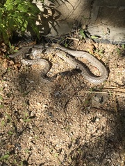 Masticophis fuliginosus