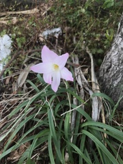 Zephyranthes robusta