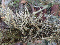 Heterodermia leucomelos