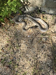 Masticophis fuliginosus