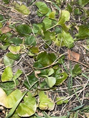 Lysimachia nummularia