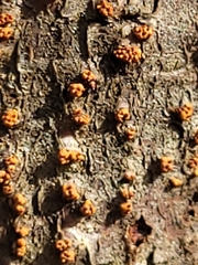 Cryphonectria parasitica