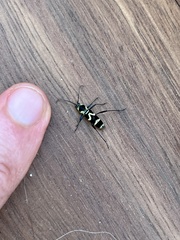 Chlorophorus curtisi