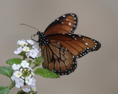 Danaus eresimus