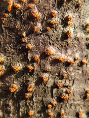 Cryphonectria parasitica