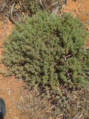 Enchylaena tomentosa