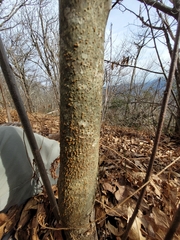 Cryphonectria parasitica