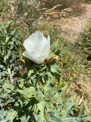 Argemone hunnemannii