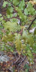 Zanthoxylum hirsutum