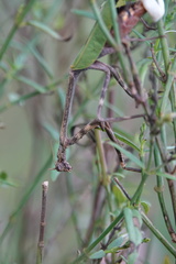 Pseudovates chlorophaea