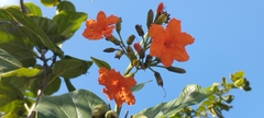 Cordia sebestena
