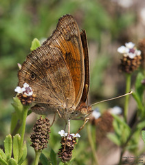 Junonia stemosa