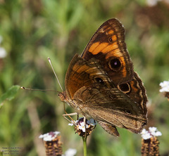 Junonia stemosa