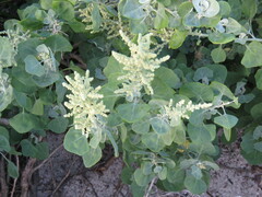 Chenopodium oahuense