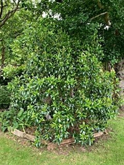 Pittosporum colensoi