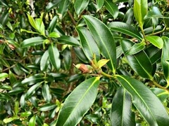Pittosporum colensoi