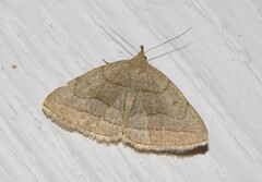 Zanclognatha pedipilalis