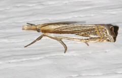 Crambus saltuellus
