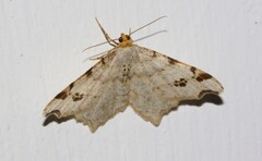 Macaria notata