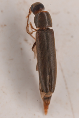 Serropalpus