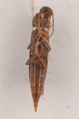 Serropalpus