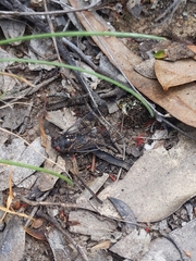 Clinopsalta adelaida