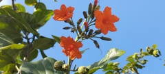 Cordia sebestena
