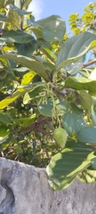Cordia sebestena