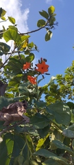 Cordia sebestena