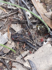 Clinopsalta adelaida