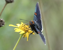 Phocides lilea