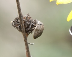 Sphyrocoris obliquus