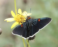 Phocides lilea