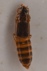 Phloeonomus